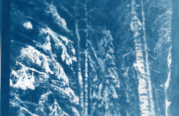 Мастер-класс «Новогодние открытки в технике цианотипии»